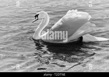 Photo en noir et blanc d'un cygne muet la natation dans le Rhin en Allemagne Banque D'Images