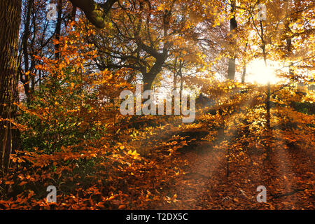 Rayons de soleil brillant à travers les arbres en automne Banque D'Images