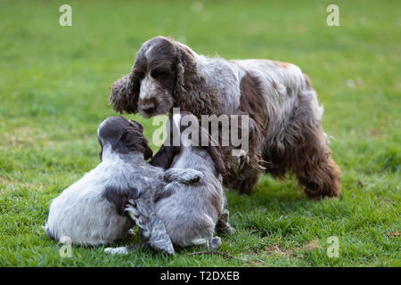 Cocker Anglais femelle bienveillante mère avec deux petits chiots ludique, piscine sur jardin. Banque D'Images