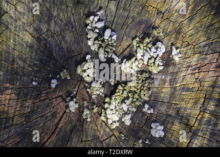 Les champignons de pourriture sur le chanvre. Les fructifications des champignons du bois. Banque D'Images