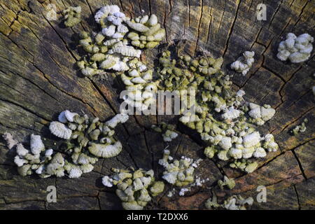 Les champignons de pourriture sur le chanvre. Les fructifications des champignons du bois. Banque D'Images