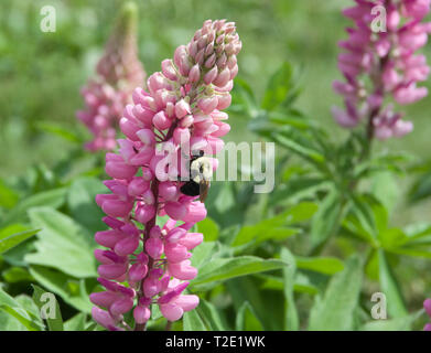 Bourdon Bombus pensylvanicus, américain, la collecte de nectar de fleur de Lupin, Lupinus. Banque D'Images