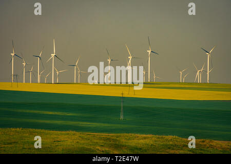 Éoliennes éoliennes utilisées pour produire de l'électricité verte écologique tourné en un produit avec le blé et le canola de couleur au printemps en Roumanie Banque D'Images