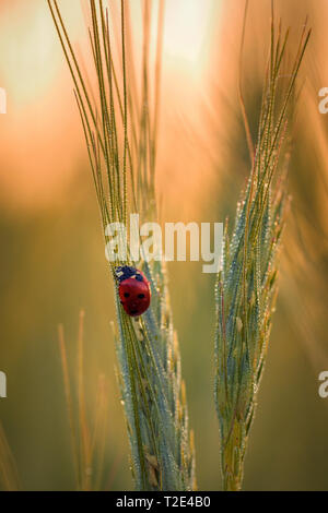 Belle Coccinelle rouge sur un blé spice couvert de gouttes de rosée macro close up shot le matin au lever du soleil Banque D'Images