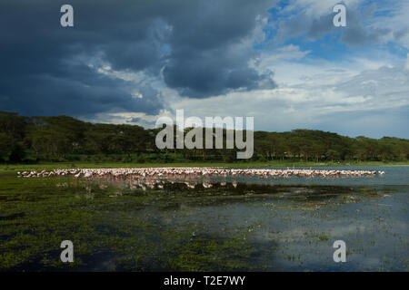 Moindres flamants rose au lac Oloiden, Kenya Banque D'Images