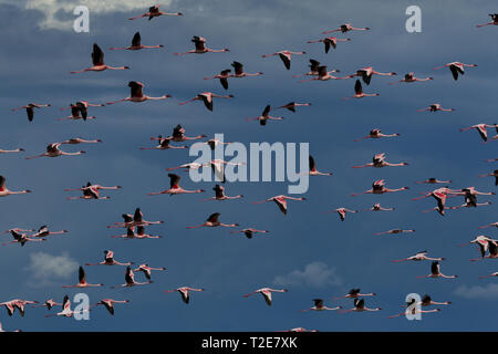 Moindres flamants rose au lac Oloiden, Kenya Banque D'Images