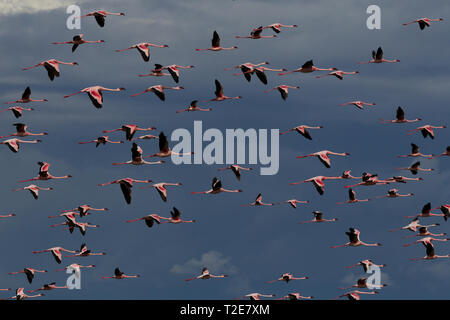 Moindres flamants rose au lac Oloiden, Kenya Banque D'Images