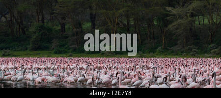 Moindres flamants rose au lac Oloiden, Kenya Banque D'Images