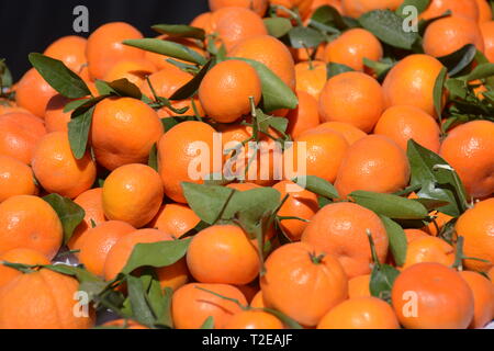 Les tangerines en vente à un stand d'agriculteurs au bord de la vallée centrale de la Californie dans l'année toute l'année USA Amérique latine Banque D'Images