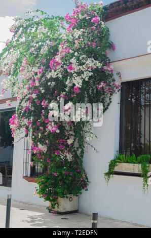 Fleurs trinitaire dans la chambre de la zone coloniale de Saint-Domingue, avec belle rouge, rose et blanc des sonneries Banque D'Images