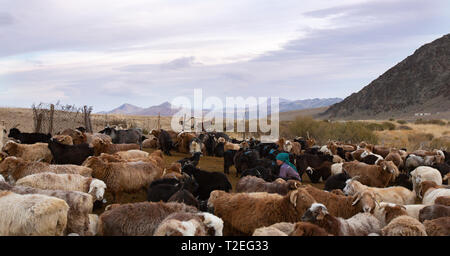 Bayan Ulgii, Mongolie, 3 octobre 2015 : femme nomade mongol de la traire les chèvres dans un matin Banque D'Images