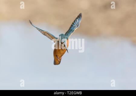 Dans Kingfisher (Alcedo atthis) vol Banque D'Images
