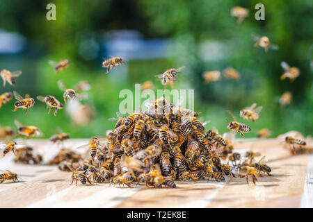 Essaim d'abeilles autour d'un balancier à tremper dans du miel dans le rucher Banque D'Images