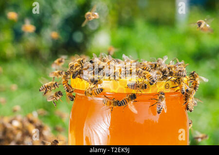 Essaim d'abeilles autour d'un pot plein de miel dans le rucher Banque D'Images