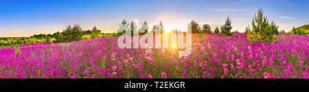 Beau panorama du paysage de printemps avec la floraison des fleurs dans la prairie et le lever du soleil. Vue panoramique d'un champ en fleurs violet avec des fleurs sauvages Banque D'Images