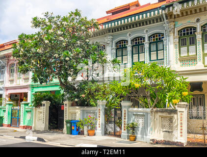 Frangipanier dans jardin de terrasse maisons Peranakan colorés populaires avec instagrammers sur Koon Seng Road, Joo Chiat, Geylang, Singapour. Banque D'Images