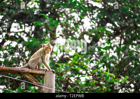 Jungle singes sont escalade les poteaux électriques à chercher des fruits et de la dentelle ne tombe au sol Banque D'Images