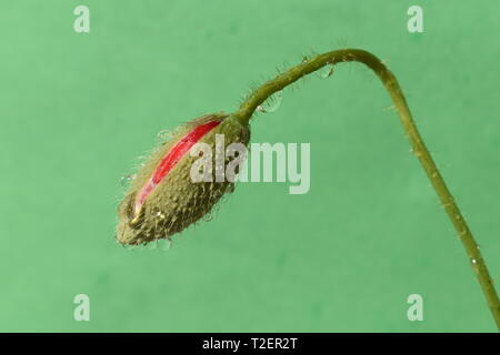 Bourgeon d'une fleur de pavot rouge avec des gouttelettes d'eau sur elle. Banque D'Images