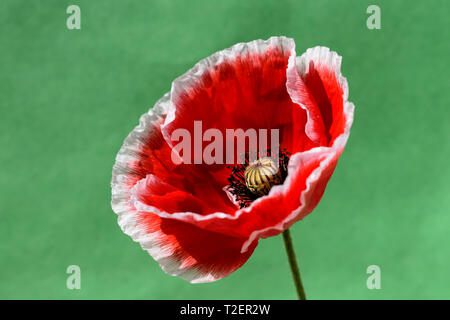 Un coquelicot rouge et blanc isolés contre un fond vert clair. Banque D'Images