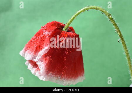 Un coquelicot rouge et blanc à l'envers. Banque D'Images