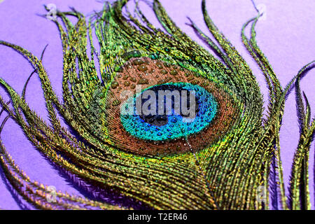 Un Peacock's feather sur fond mauve. Banque D'Images