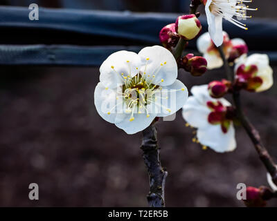 Plum blossoms ouvert sur un prunier japonais à la fin de février. Ces belles petites fleurs le signal du printemps à venir. Banque D'Images