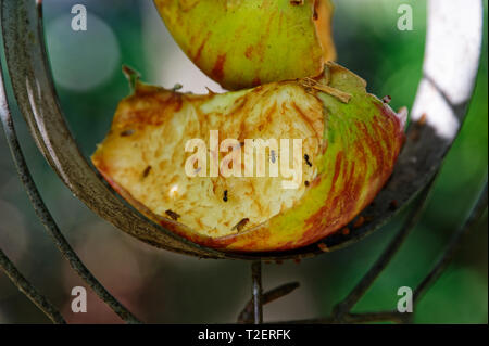 Les mouches des fruits sur une tranche de pomme sur une mangeoire pour les oiseaux sauvages en hiver Banque D'Images