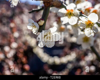 Au début sakura fleurs de cerisier en pleine floraison. Au Japon, ces petites fleurs roses annoncent le début du printemps. Banque D'Images