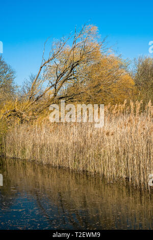 Burwell Lode waterway sur Wicken Fen réserve naturelle, Cambridgeshire, Angleterre, Royaume-Uni Banque D'Images