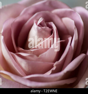 Close up d'amnésie rose vieux rose, montrant la pleine floraison de pétales Banque D'Images