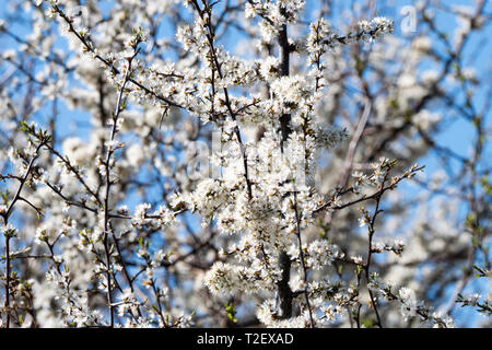 Prunellier (Prunus spinosa) Banque D'Images