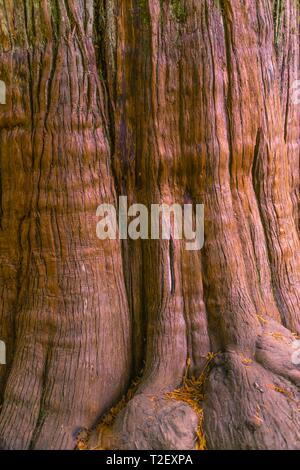 Écorce d'un arbre, détail d'un tronc d'arbre, le cèdre de l'Ouest (Thuja gigantea), Grove des Patriarches, Sentier Mount Rainier National Park, Washington Banque D'Images