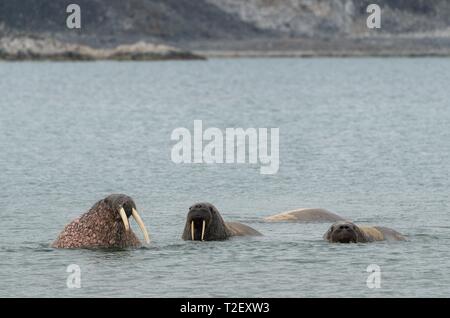 Le morse (Odobenus rosmarus) dans l'eau, Smeerenburgfjord, Spitzberg, archipel de Svalbard et Jan Mayen (Norvège) Banque D'Images