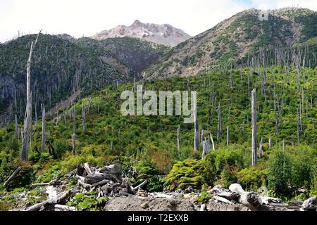 Paysage de montagne avec des arbres morts, à l'arrière, le volcan Chaiten Pumalin Parque, la région de los Lagos, en Patagonie, au Chili Banque D'Images