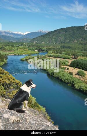 Border Collie sur un point de vue sur la vallée du Rio Futaleufu, région de los Lagos, en Patagonie, au Chili Banque D'Images