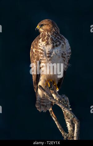 Steppe buzzard (Buteo buteo), assis sur une branche morte, Autriche Banque D'Images