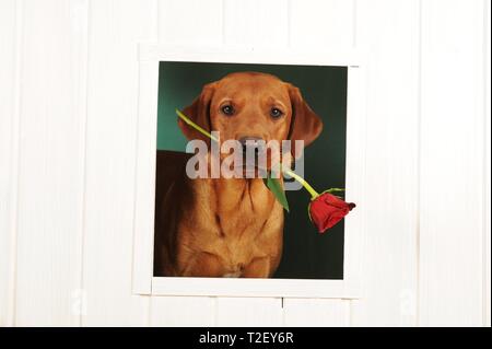 Labrador Retriever, jaune, homme regarde par la fenêtre et tient dans la bouche rose, Autriche Banque D'Images