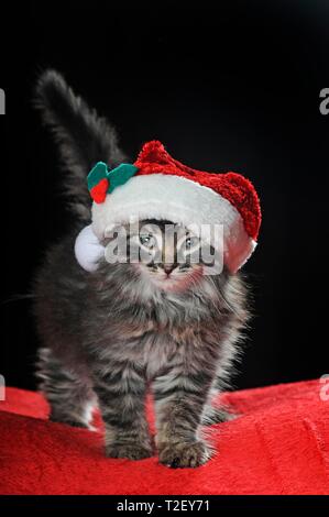 Petit chat domestique, longs, maquereau, 7 semaines, assis sur une couverture rouge avec Santa hat, Autriche Banque D'Images