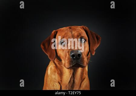 Labrador Retriever, jaune, homme, l'air triste, animal portrait, Autriche Banque D'Images