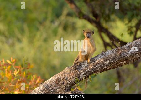 Babouin jaune (Papio cynocephalus), jeune animal assis sur une branche, le parc national de South Luangwa, en Zambie Banque D'Images