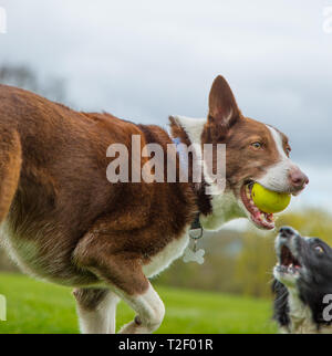 Vue rapprochée de la frontière rouge à poil court australienne collie avec une balle jaune dans la bouche, jouant dans un parc de campagne britannique. Banque D'Images