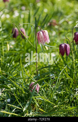 Gros plan de la fleur de Snake's Head fritillary / Fritilaria meleagris floraison en Angleterre, Royaume-Uni Banque D'Images