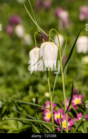 Gros plan de la tête de White Snake fritillary / Fritilaria meleagris fleurs sauvages fleuries en Angleterre, Royaume-Uni Banque D'Images