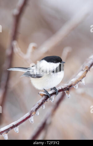 La mésange perchée sur un buisson couvert de glace dans le nord du Wisconsin. Banque D'Images