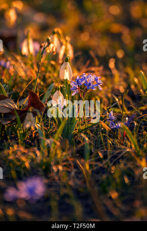 Beau printemps violette et d'un perce-neige avec bookeh tourné à grande ouverture dans l'herbe dans un jardin en perspective verticale Banque D'Images