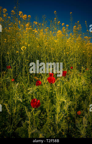 Belle rouge sauvages coquelicots dans un champ de canola contre un ciel bleu clair en plein jour Banque D'Images