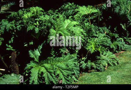 La rhubarbe d'ORNEMENT GÉANT (Gunnera manicata) Banque D'Images