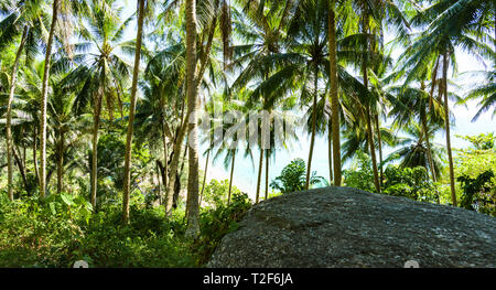(Selective focus) avec une vue magnifique sur une plage paradisiaque vu à travers une riche végétation et de palmiers. Banque D'Images