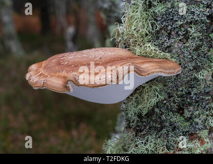 Polypore du bouleau (rasoir strop Piptoporus betulinus (champignons)) Banque D'Images