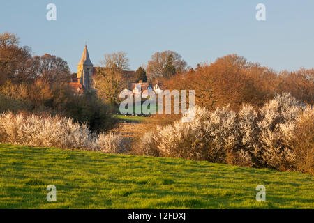 Église St Bartholomews avec fleur de printemps au soleil du soir photographié à partir de la voie publique, Burwash, East Sussex, Angleterre, Royaume-Uni, Europe Banque D'Images